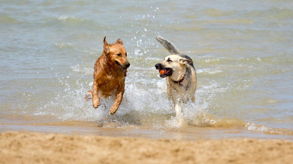 Feud sympathy Imperative Le 10 più belle spiagge per cani in Toscana, tra stabilimenti e zone  libere| Explore by Expedia